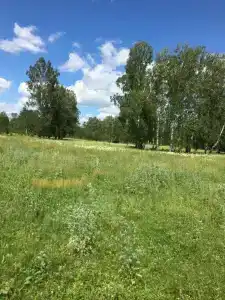 Berezovaya roshcha - 57