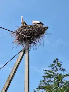 Belovezhskaya pushcha №2 - 52