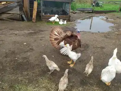 Hutor Bliz Grumbinentov Tourist base - 33