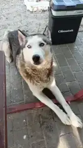 Tihaya Gavan Tourist base - 40