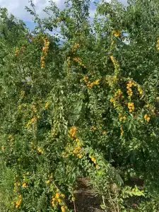 Rybolovnaya baza Selitron - 66