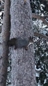 Baza Otdyha Lesnaya - 46