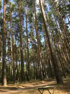 Park semeynogo otdyha Andreevskiy - 86