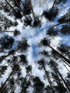 Zhemchuzhina Zolotogo Koltsa - 67