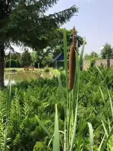 Agrousadba Pelika - 26