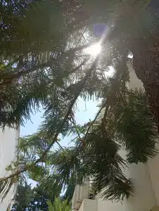 Antik Garden - All Inclusive - 77