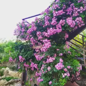 Villa kolibry - 4
