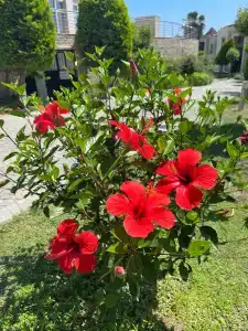 Horus Paradise Resort - Ultra All Inclusive - 32