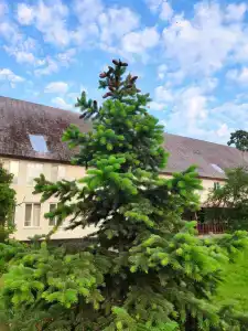 Frische Nehrung - 16