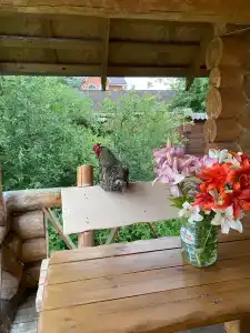 экодеревня печки-лавочки - 24