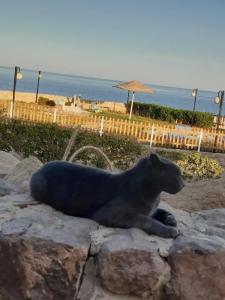 Domina El Sultan & Resort - 7