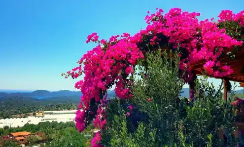 Istlada Tas EV Apart - 52