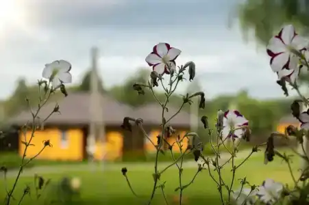 Дачный отель Лесные поляны - 58