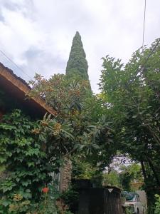 Guest House Edem - 8