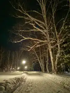 Berezovaya roshcha - 74