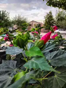 Baza otdykha Golden Sands - 64