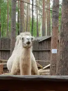 Peski country club - 18