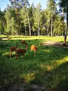 Complex Kamenyuky - 57