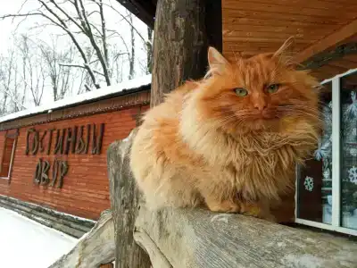 Gostinyij Dvor Znamenskaya Bogatyirskaya Zastava - 35