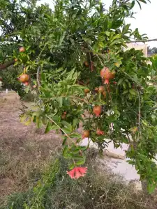 Park-otel Rubas - 82