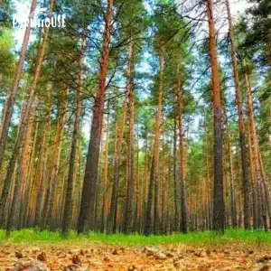 Parkhouse Kokshetau - 69