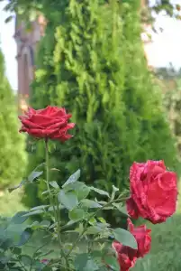 Ярославское подворье - 49