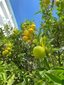 Crystal Admiral - 45