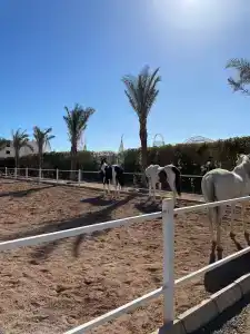 Rixos Premium Seagate - 43