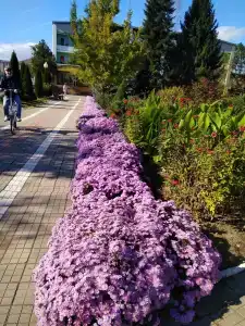 Rus Health Resort - 14