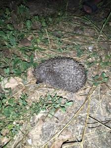 Park-otel Rubas - 93