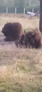 Belovezhskaya pushcha №2 - 76