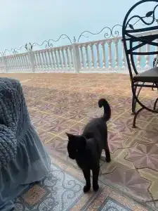 Villa Plaza Guest House - 6