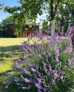 Agrousadba Pelika - 4