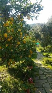 Turkuaz Bungalows - 21