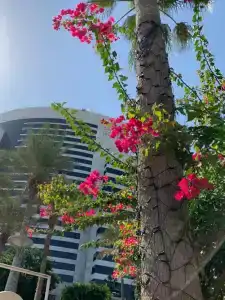 Grand Hyatt Dubai - 15