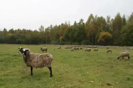 Hutor Bliz Grumbinentov Tourist base - 25