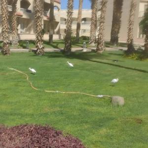 Beach Albatros Resort - 92