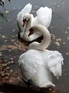 Eco Park Tourist base - 40