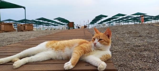 Zena Resort - 41