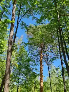 Vesna Tourist base - 30