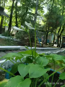 Holiday Park Skazka - 4