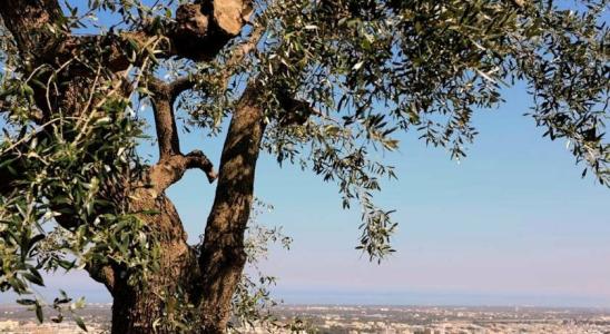 Masseria Borgo Ritella - 32