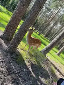 Complex Kamenyuky - 26