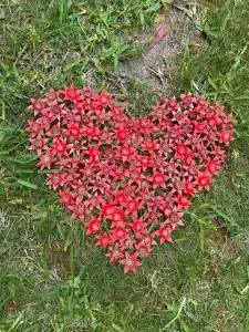 Akka Alinda - Premium All Inclusive - 98