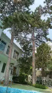 Анни - 99