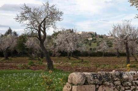 Zahir Country House - 43