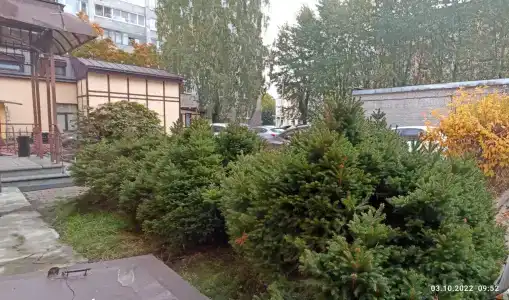 Летучая мышь - 26