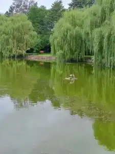 Zagorodny Klub Kura Tse Tse - 31