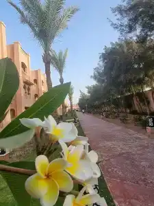 Pickalbatros Aqua Vista Resort - - 27