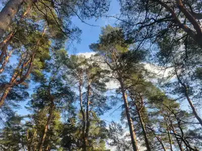 Кронон Парк - 36